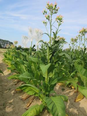 PLANT